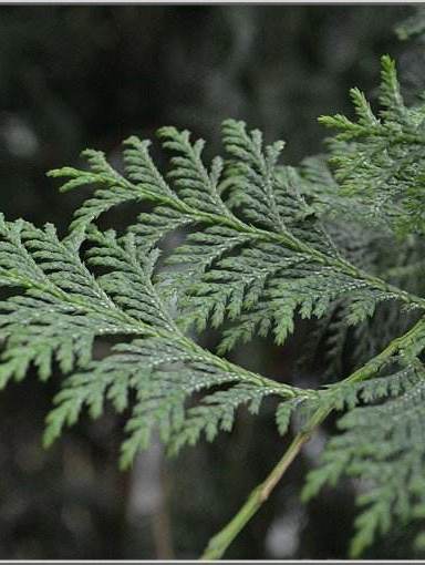 止步小半城植物大课堂之花草集日本扁柏