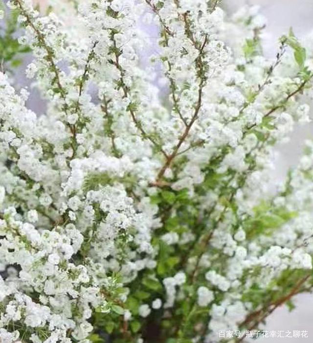 止步小半城植物大课堂之植物集雪柳