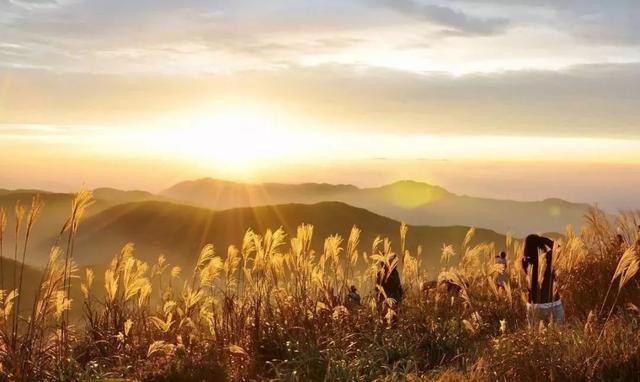 蒹葭苍苍，芦苇茫茫，这才是绍兴深秋最美的样子