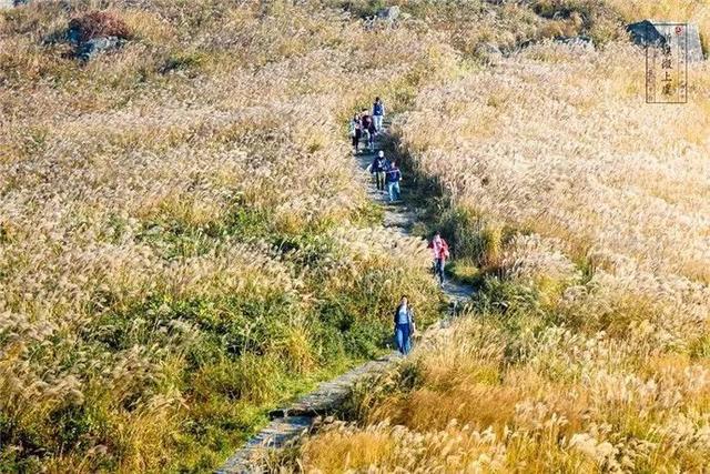 蒹葭苍苍，芦苇茫茫，这才是绍兴深秋最美的样子