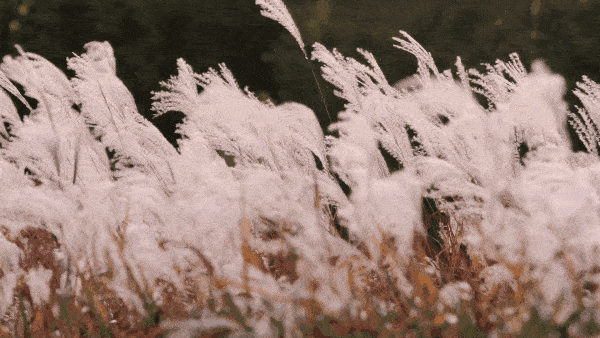 蒹葭苍苍，芦苇茫茫，这才是绍兴深秋最美的样子