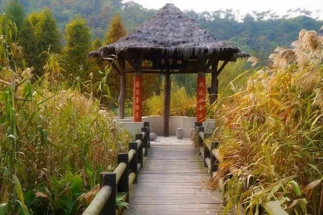 蒹葭苍苍，芦苇茫茫，这才是绍兴深秋最美的样子