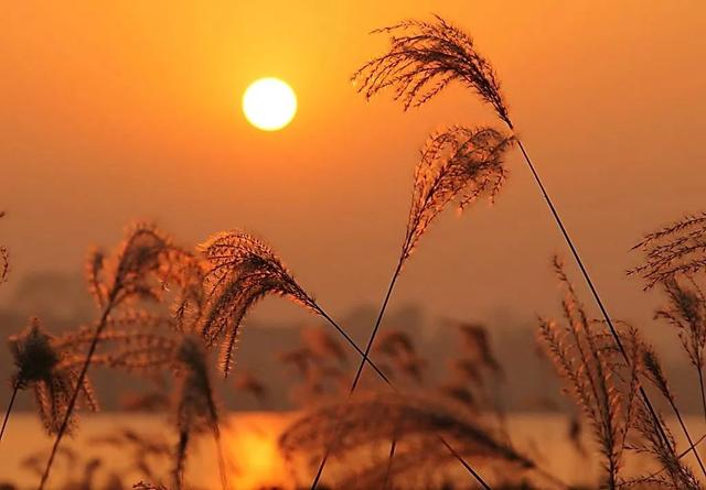 蒹葭苍苍，芦苇茫茫，这才是绍兴深秋最美的样子