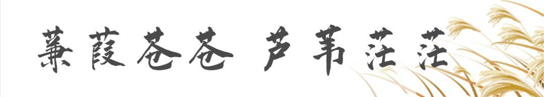 蒹葭苍苍，芦苇茫茫，这才是绍兴深秋最美的样子