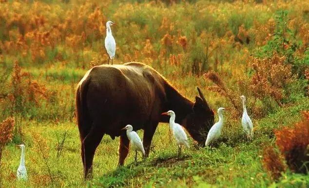 蒹葭苍苍，芦苇茫茫，这才是绍兴深秋最美的样子