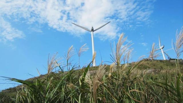 蒹葭苍苍，芦苇茫茫，这才是绍兴深秋最美的样子