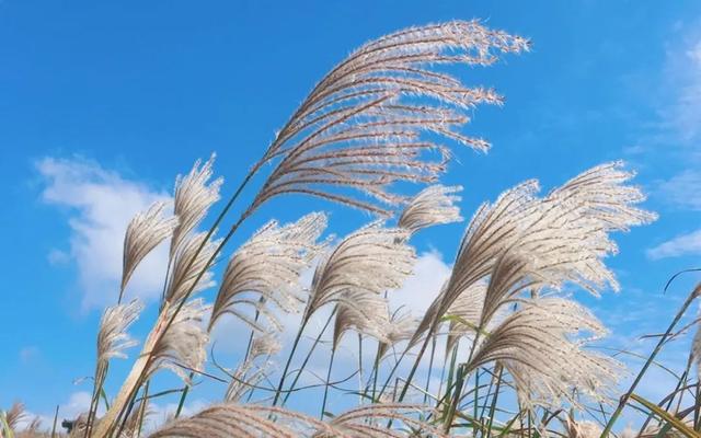 蒹葭苍苍，芦苇茫茫，这才是绍兴深秋最美的样子