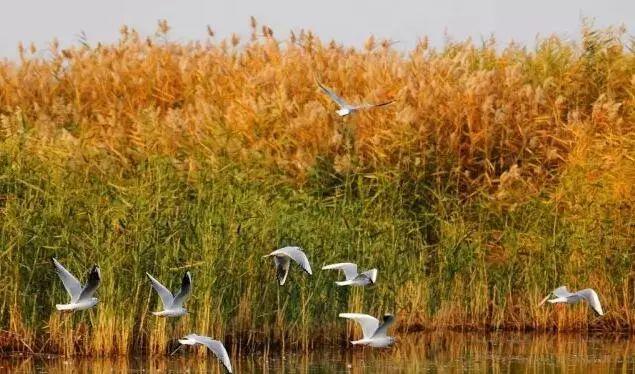 蒹葭苍苍，芦苇茫茫，这才是绍兴深秋最美的样子