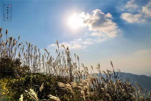 蒹葭苍苍，芦苇茫茫，这才是绍兴深秋最美的样子