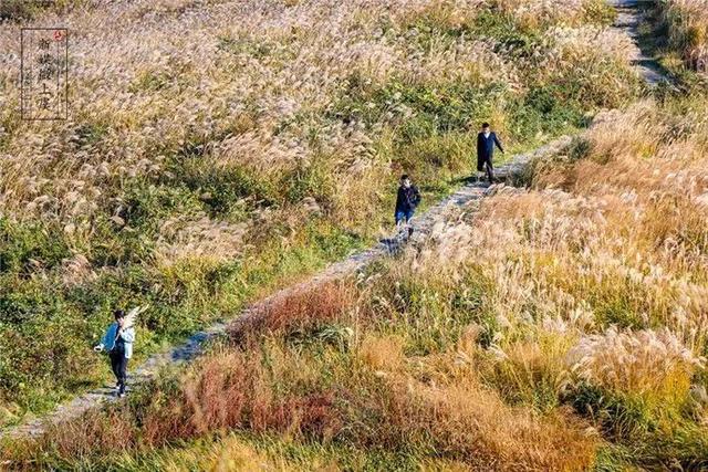 蒹葭苍苍，芦苇茫茫，这才是绍兴深秋最美的样子