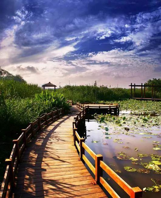 蒹葭苍苍，芦苇茫茫，这才是绍兴深秋最美的样子