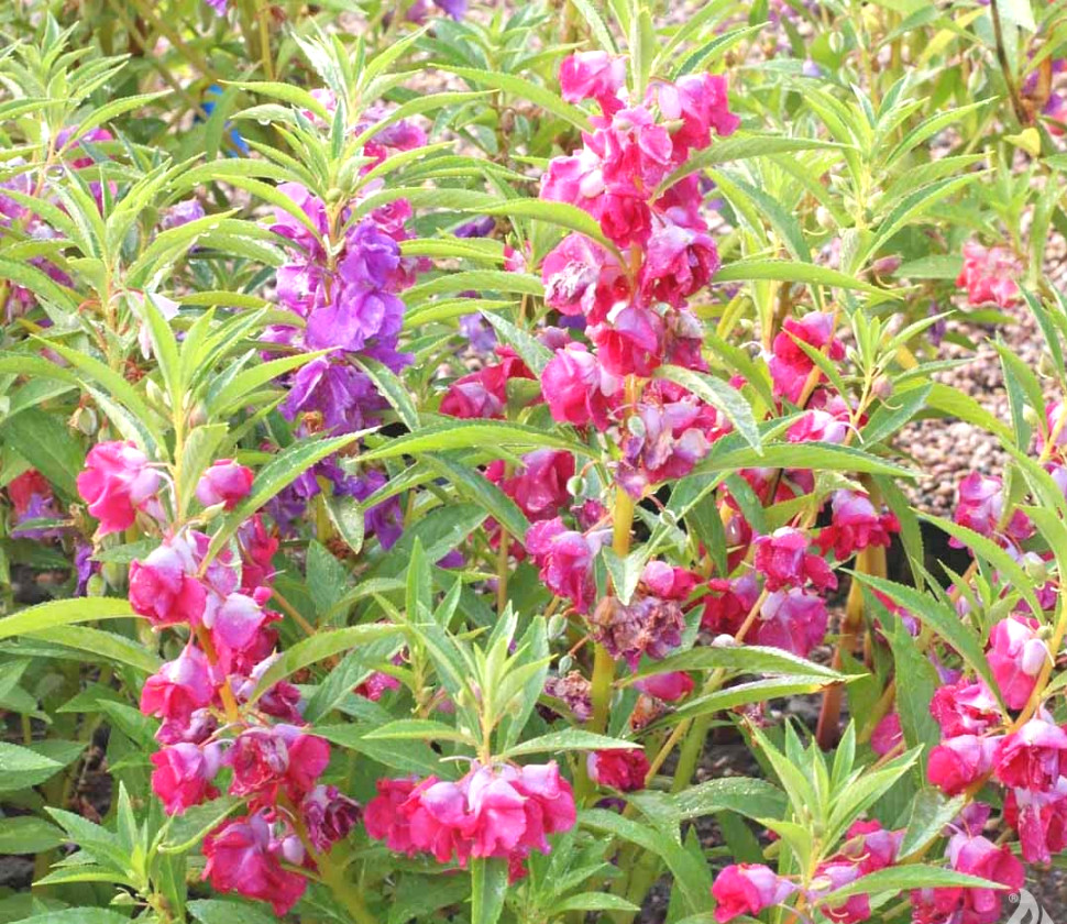 鳳仙花科,鳳仙花屬一年生草本花卉,全株分根,莖,葉子,花,果實和種子六