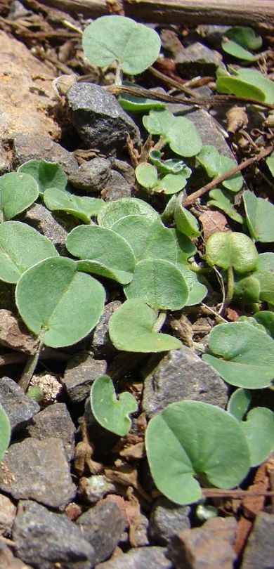 止步小半城植物大课堂之植物集马蹄金