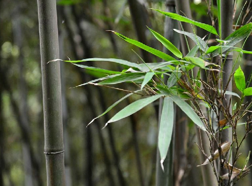 止步·小半城植物大课堂之植物集——苦竹