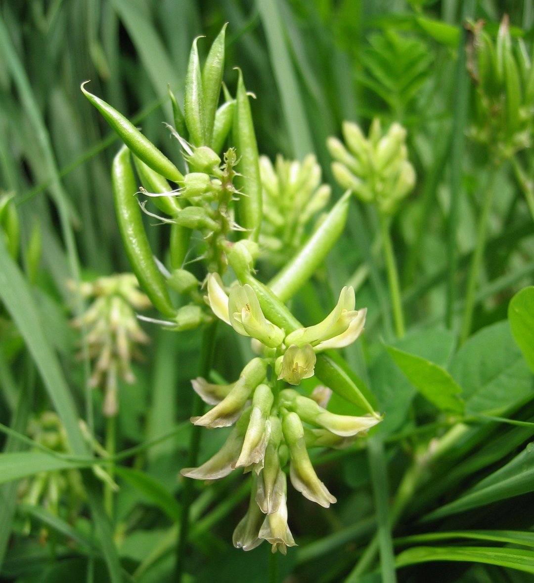 止步小半城植物大课堂之花草集草木樨