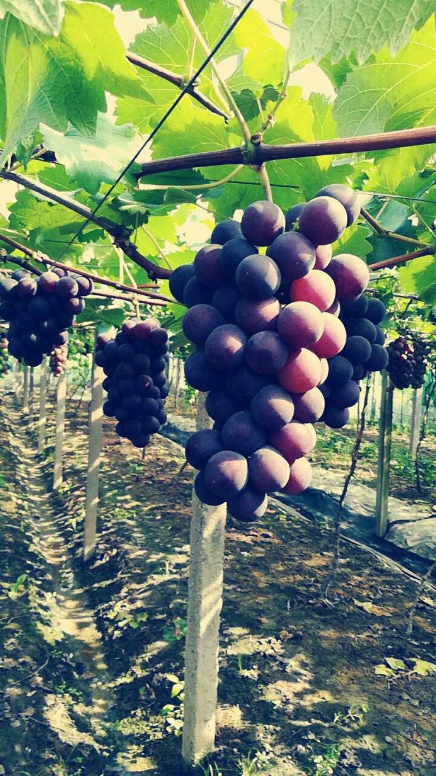 余姚葡萄
