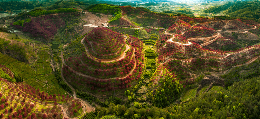 红枫基地航拍图。蔡柒月摄