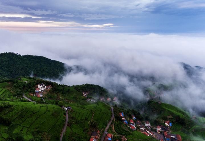 嵊州西白山第一峰下聚云海茶园万亩沁心脾
