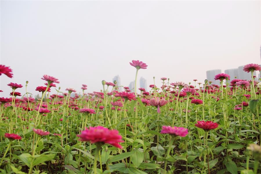 美麗馬拉松魅力老紹興迪蕩湖花海