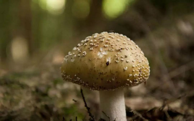 这几种野生毒蘑菇千万别碰小心中毒