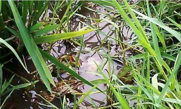 首个稻蛙共生种养模式落户马剑亩均效益预计可达3万元