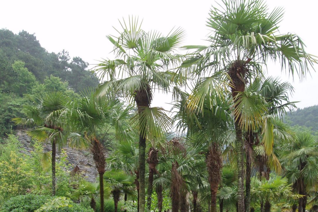 止步小半城植物大课堂之花草集棕榈