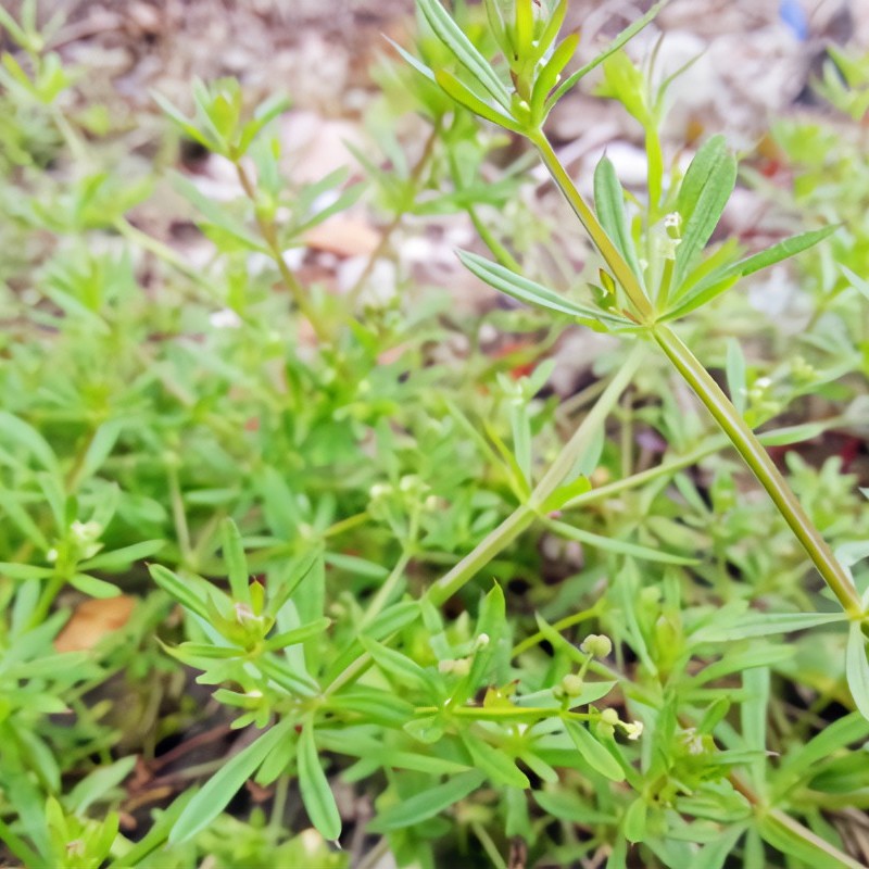 止步小半城植物大课堂之花草集猪殃殃