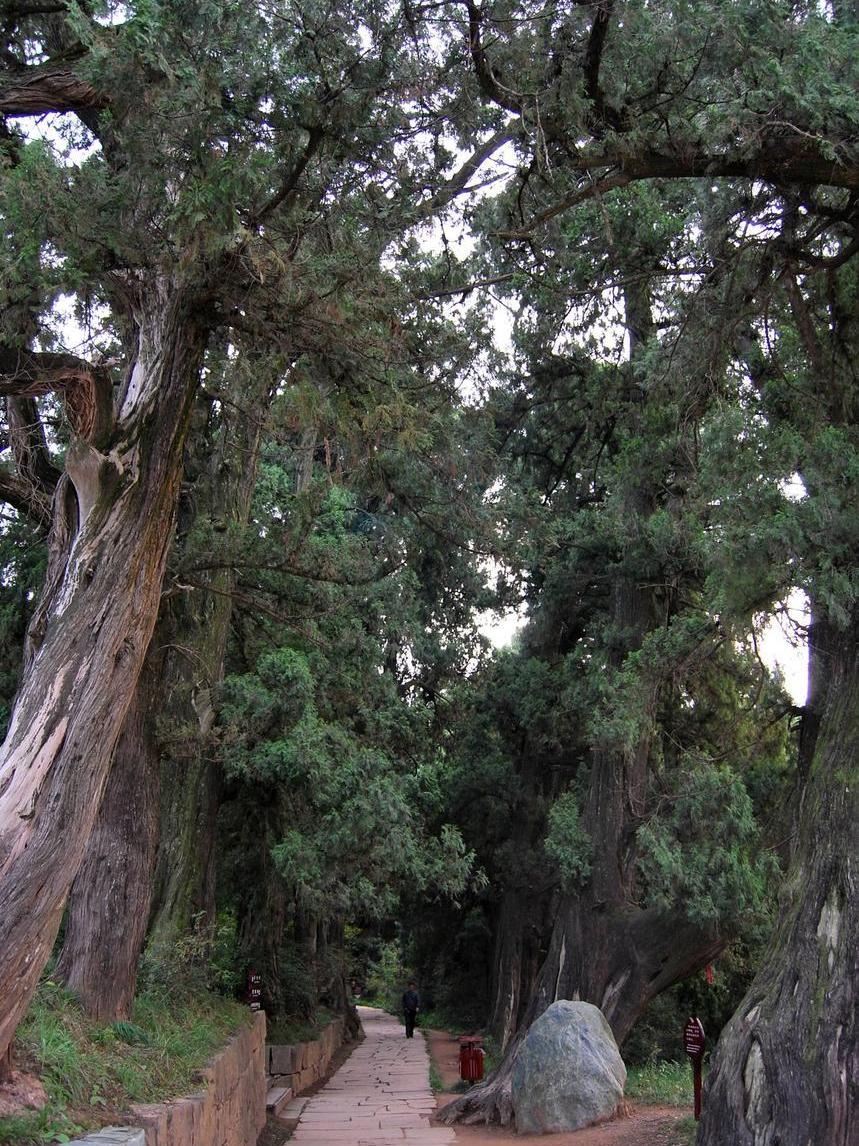 止步小半城植物大课堂之花草集云片柏