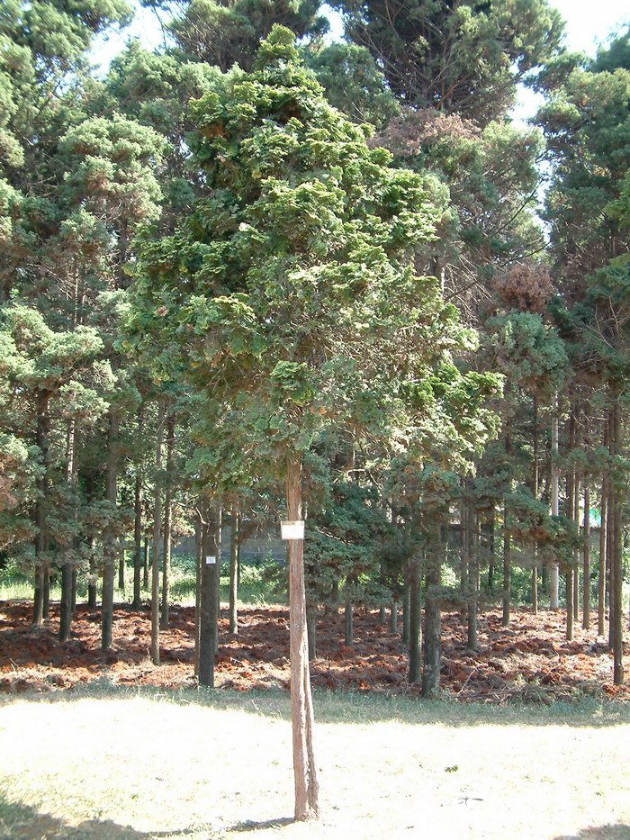 止步小半城植物大课堂之花草集云片柏