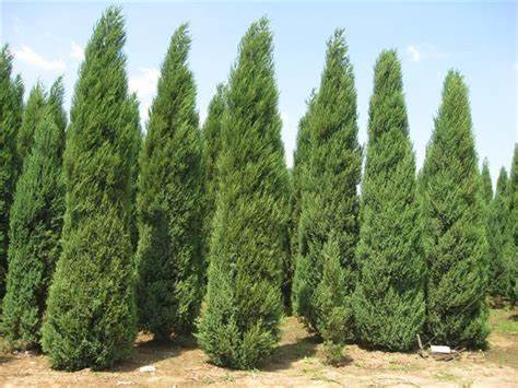 止步小半城植物大课堂之花草集云片柏