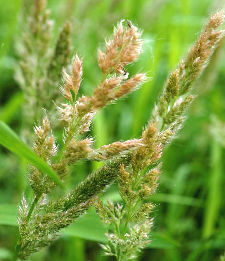 止步小半城植物大课堂之花草集棒头草