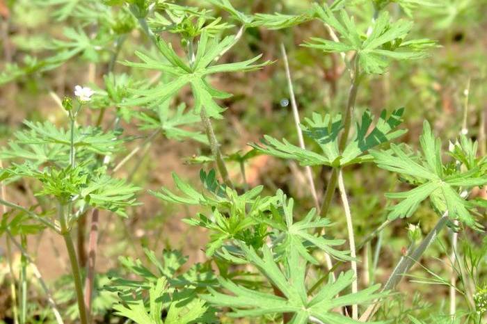 止步小半城植物大课堂之花草集野老鹳草