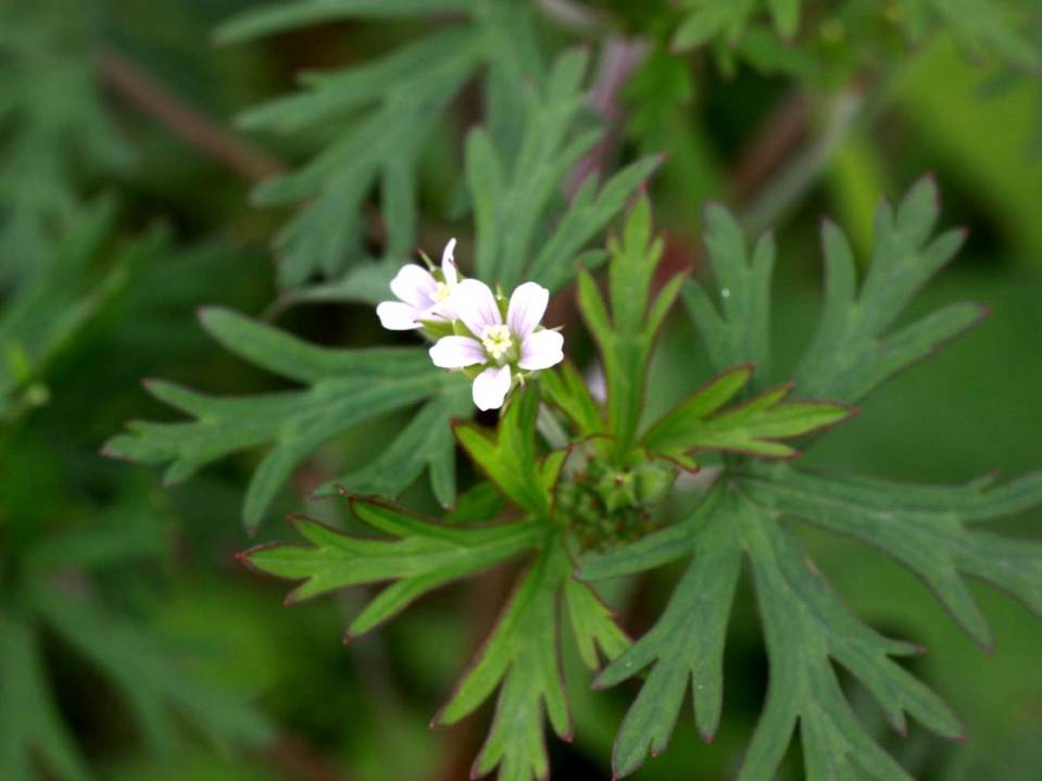 止步小半城植物大课堂之花草集野老鹳草