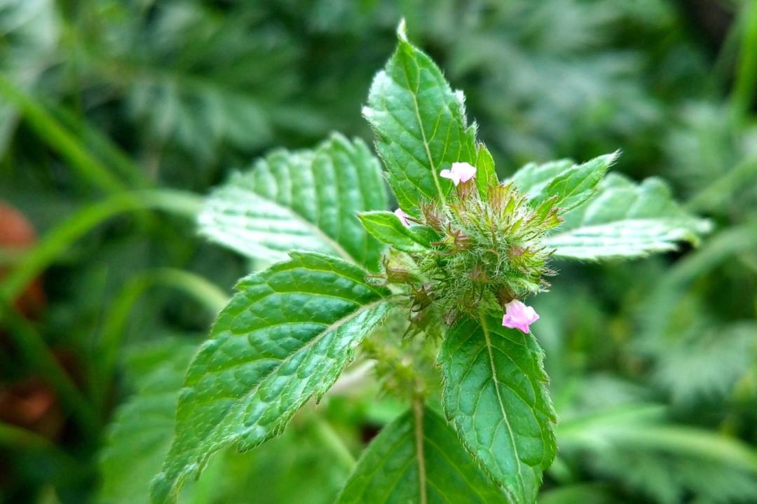 止步小半城植物大课堂之花草集细风轮菜