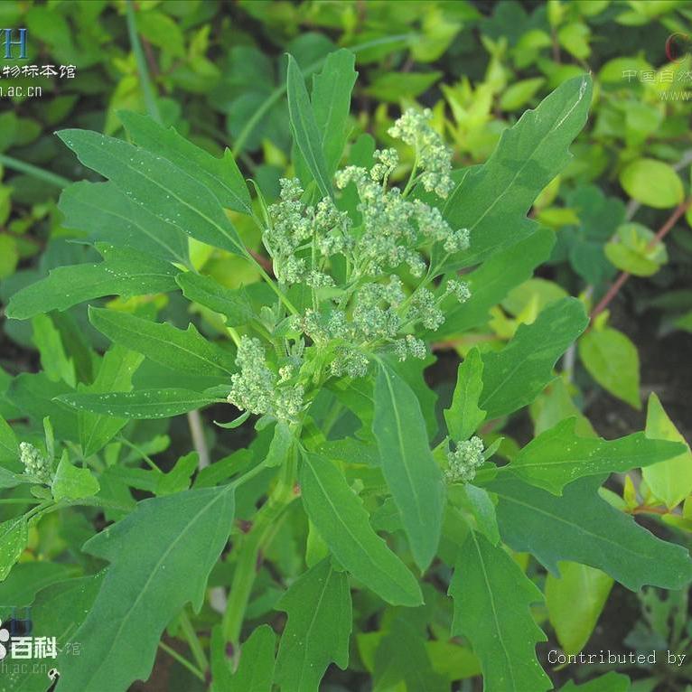 止步小半城植物大课堂之花草集藜