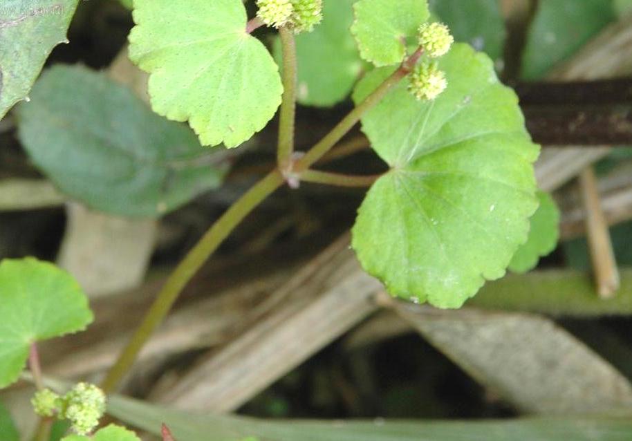 止步小半城植物大课堂之花草集积雪草