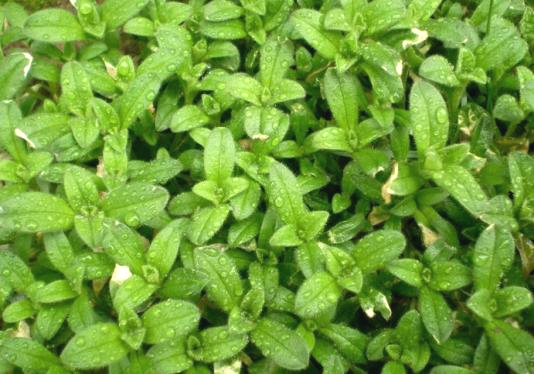 止步·小半城植物大课堂之花草集——卷耳