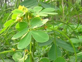 止步小半城植物大課堂之花草集決明草