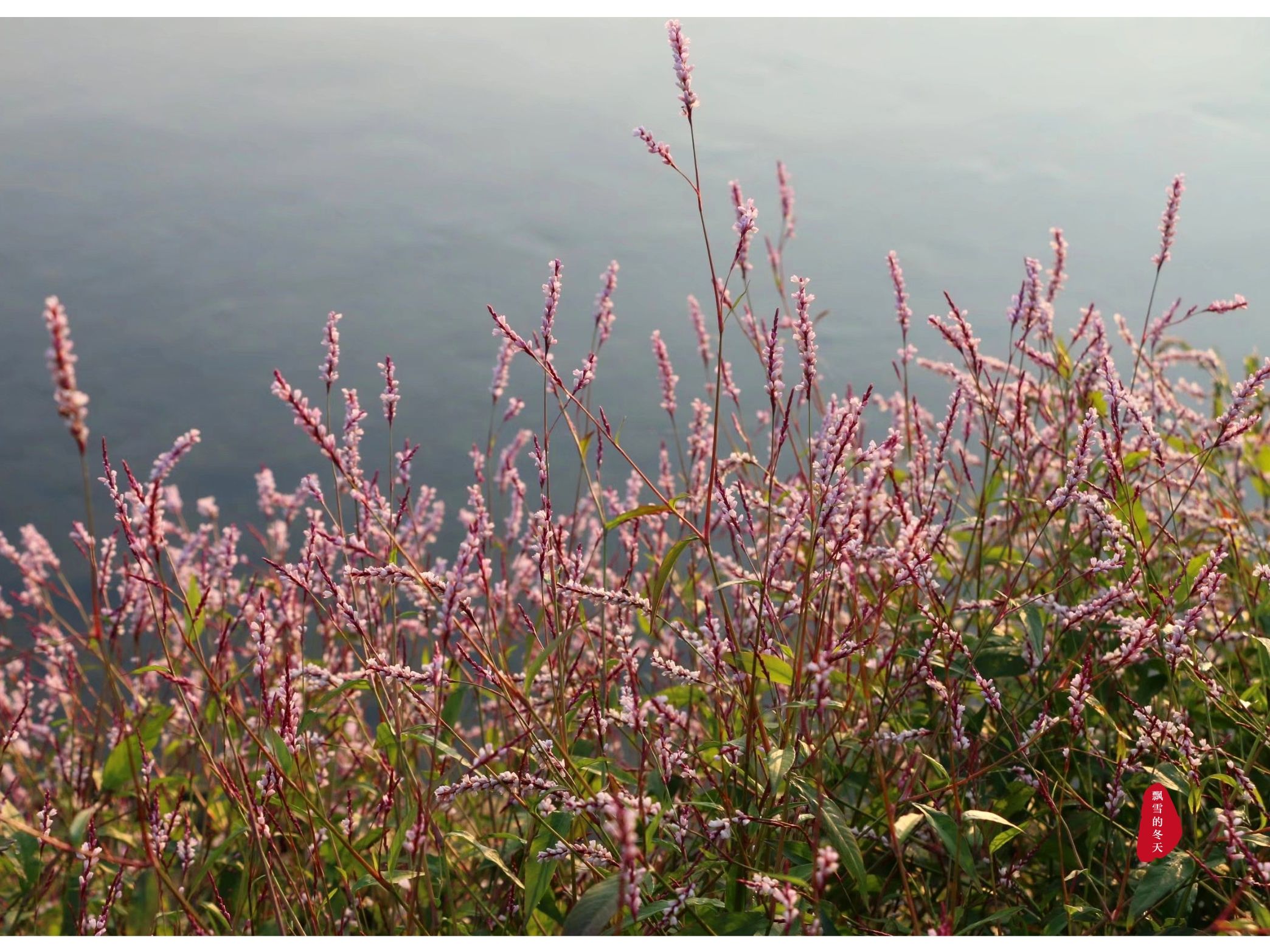 止步小半城植物大课堂之花草集水蓼