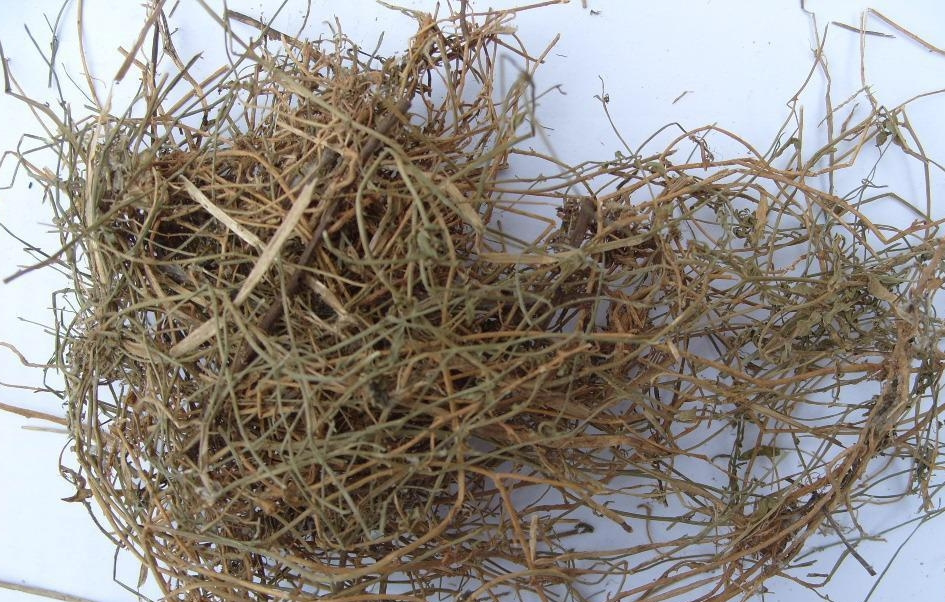 止步小半城植物大课堂之花草集兰花参