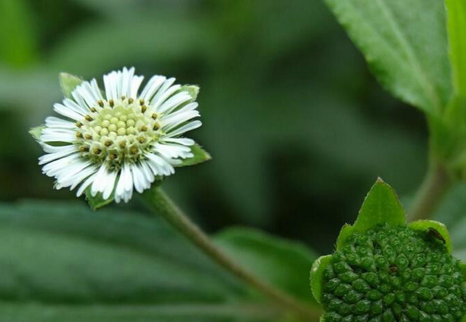 形态/の/特征.菊科,鳢肠属,一年生草本植物.
