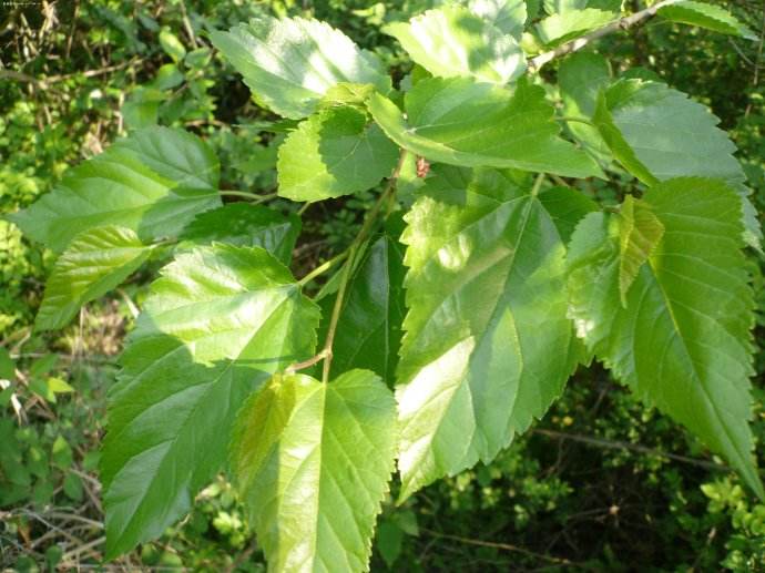 止步小半城植物大课堂之花草集桑白皮