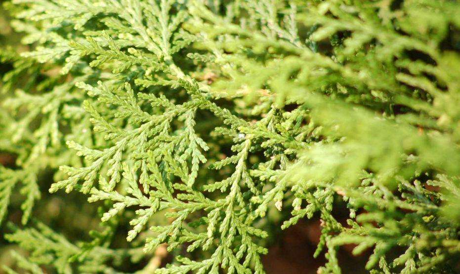 止步小半城植物大课堂之花草集日本扁柏