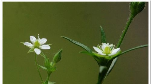 踏地草,風米萊,蝦子草,大龍草,蟲牙草,地松,地蘭,胎烏草,虎牙草簡介