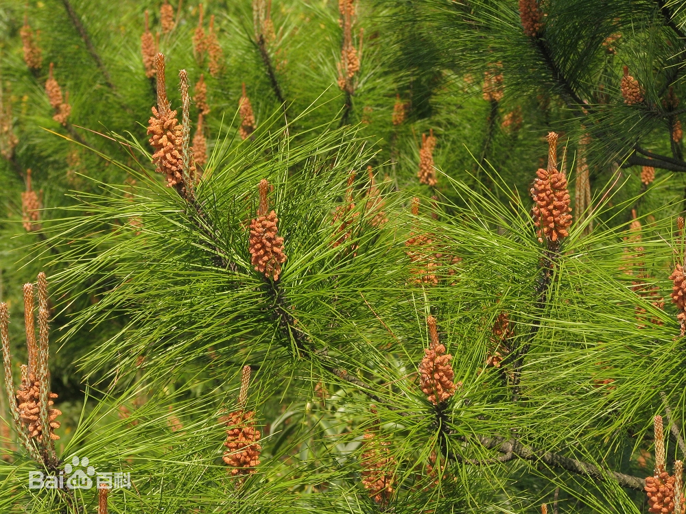 马尾松雌球花图片