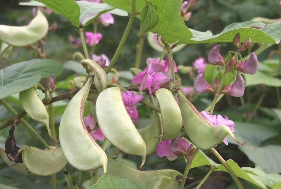 止步小半城植物大课堂之蔬菜集扁豆