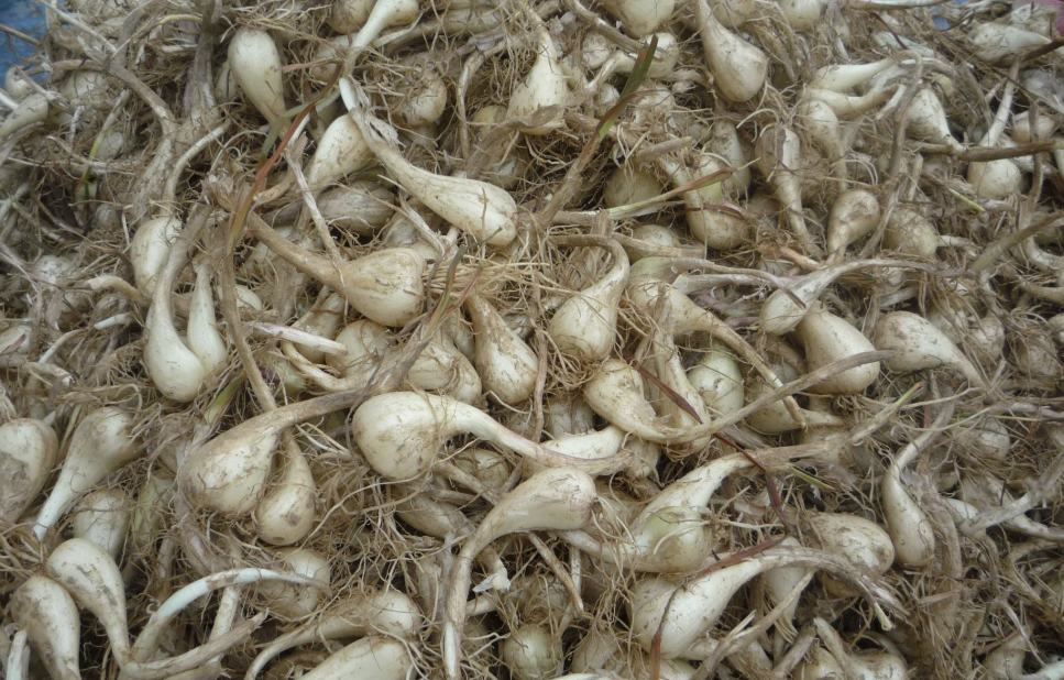 止步小半城植物大课堂之蔬菜集藠头