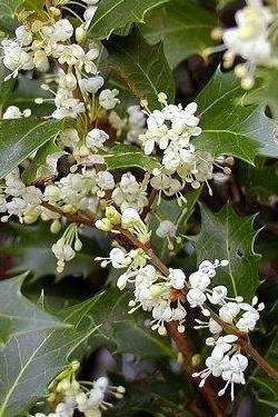 止步小半城植物大课堂之植物集柊树