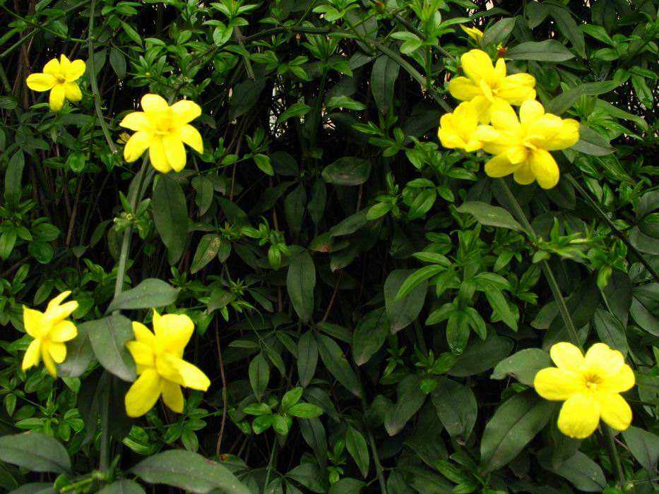 止步小半城植物大课堂之花草集云南黄馨