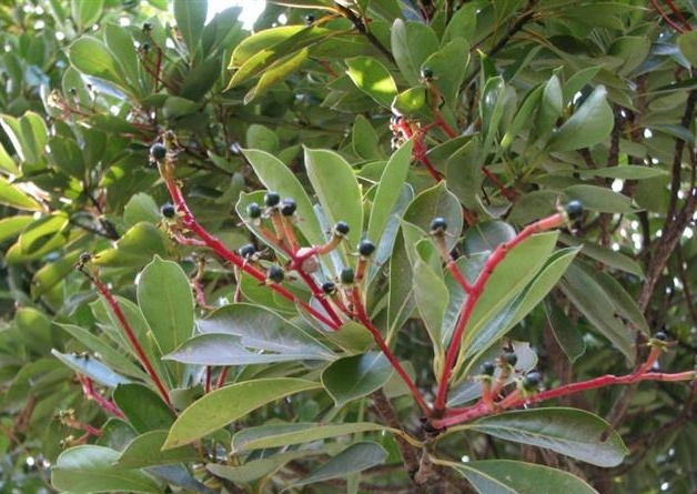 征特·樟科,润楠属常绿中等乔木,高可达20米;树干粗短,可达4米;树皮